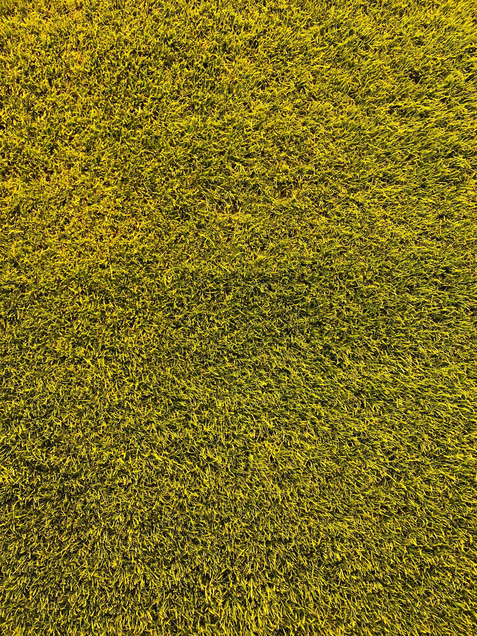 a close up view of a green grass field